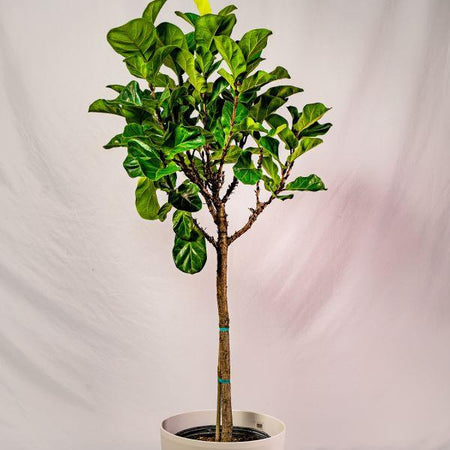 affordable fiddle leaf fig Buy Bambino Fiddle Leaf Fig Trees Online