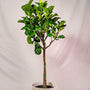 tall photo of Little Leaf Fiddle Leaf Fig Tree