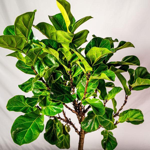 bayou breeze fiddle leaf fig tree Buy Bambino Fiddle Leaf Fig Trees Online