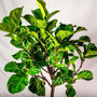 Little Fiddle Leaf Fig Tree for sale at Garden Goods Direct
