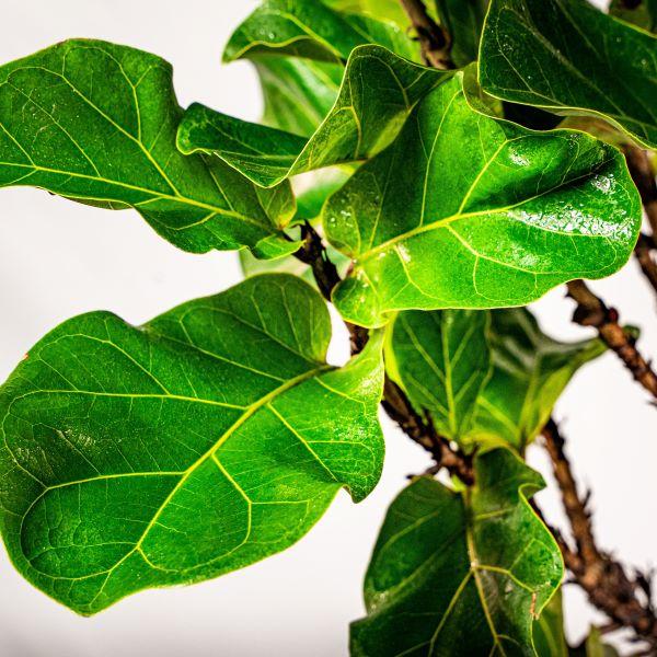Buy Bambino Fiddle Leaf Fig Trees Online