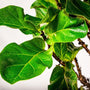 close view of Little Leaf Fiddle Leaf Fig Tree