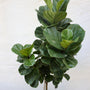 close up view of bambino fiddle leaf fig