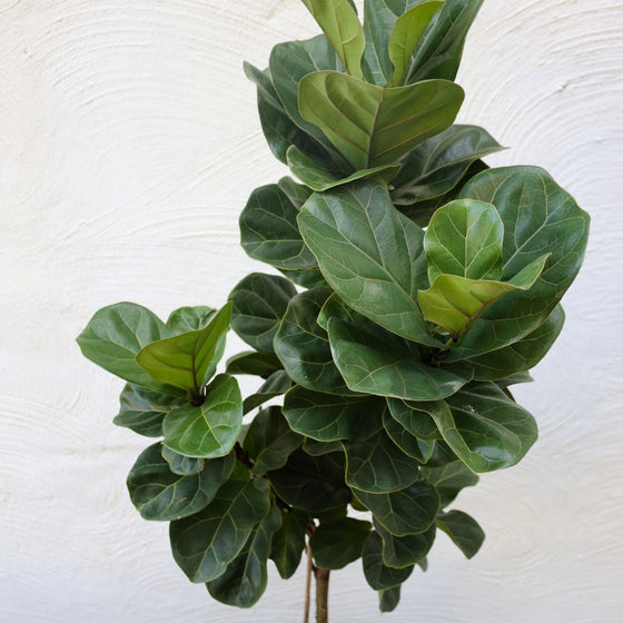 close up view of bambino fiddle leaf fig