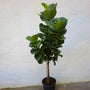 bambino fiddle leaf fig tree