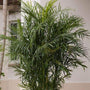 Bamboo Palm Tree Tropical Houseplant for sale at Garden Goods Direct