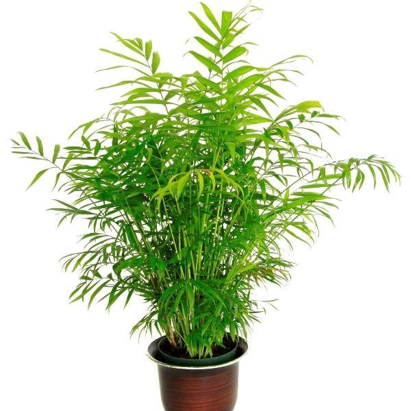 Bamboo Palm