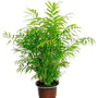 Bamboo Palm Tree, Chamaedorea seifrizii, Tropical House Plant