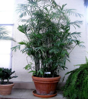 Bamboo Palm