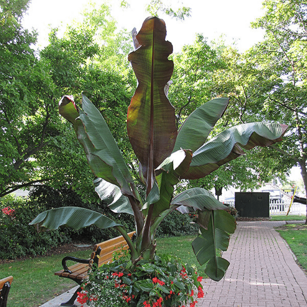 red banana plant fertilizer Banana Ensete 'Maurelli' Plants