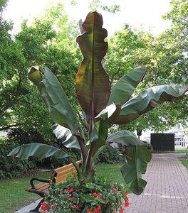 Banana Ensete 'Maurelli' Plants