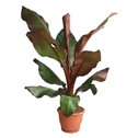 Red Abyssian is known for its large paddle-shaped foliage for sale online