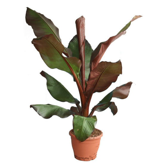 Red Abyssian is known for its large paddle-shaped foliage for sale online