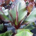 Banana Ensete Maurelli is an excellent plant choice to build a tropical oasis at home