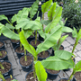 Banana Plant with ornamental green foliage is an excellent tropical plant for all 50 states
