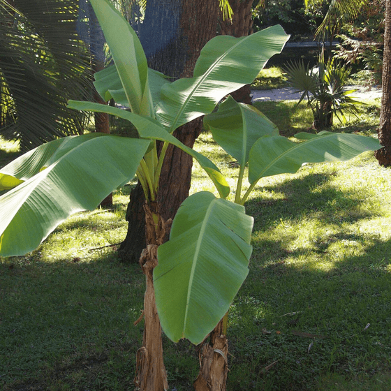 Banana Musa basjoo plant with enormous paddle-shaped foliage