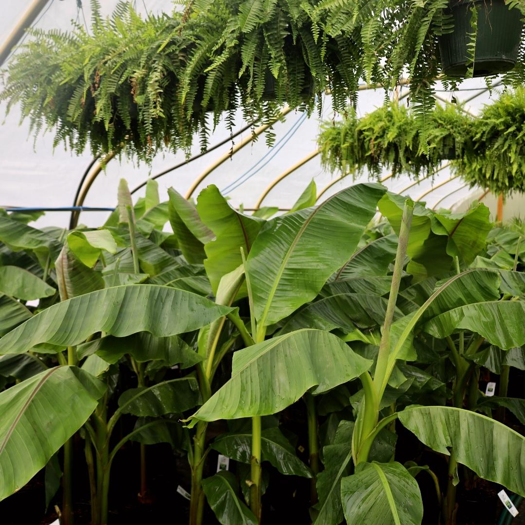 aglaonema large banana leaf Buy Banana 'Musa basjoo' Online