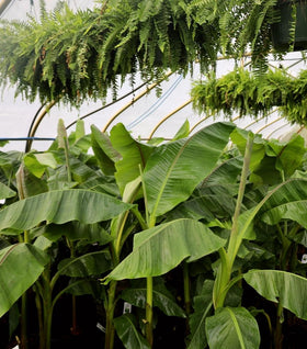 Banana 'Musa basjoo'