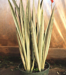Bantel's Sensation Snake Plant