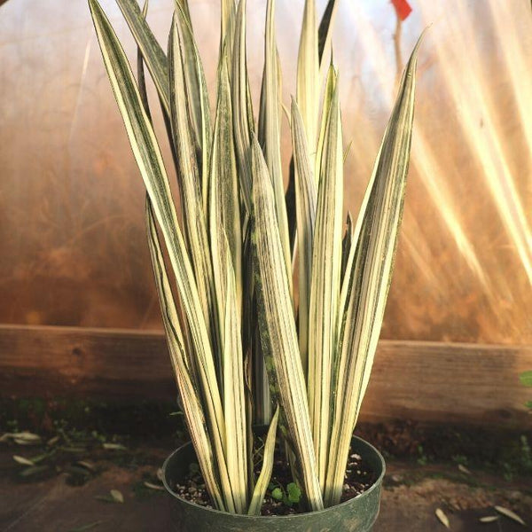 bantel's sensation snake plant care Bantel's Sensation Snake Plant