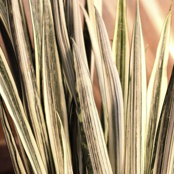 white and green variegated foliage on bantels sensation snake plant