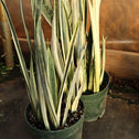 bantels sensation snake plant low light houseplant
