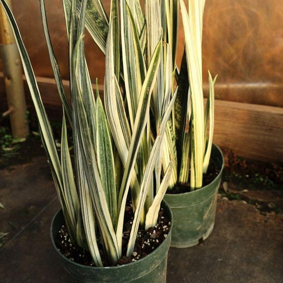 buy variegated snake plant Bantel's Sensation Snake Plant for Sale