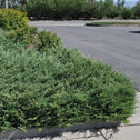 Bar Harbor Juniper Shrubs has excellent blue-green coloring