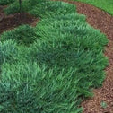 Bar Harbor Juniper Shrubs used as an evergreen groundcover