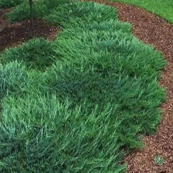 Bar Harbor Juniper Shrubs used as an evergreen groundcover