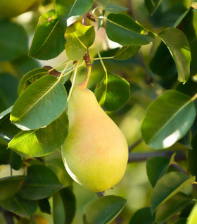 Bartlett Pear Tree