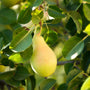 close up view of ripening pear on bartlett pear tree
