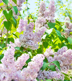 Beauty of Moscow Lilac