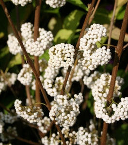Beautyberry Plump & Plentiful™ Snow Star