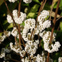 tight white berries on beautyberry snow star