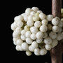 white berries on plump and plentiful snow star 