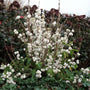 white beautyberry shrubs snow star