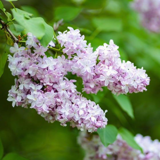 close up view of beauty of moscow lilac blooms
