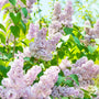 close up view of pale purplish white blooms on fragrant beauty of Moscow lilac shrub
