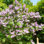 wall of beauty of moscow blooming lilac shrub in spring garden