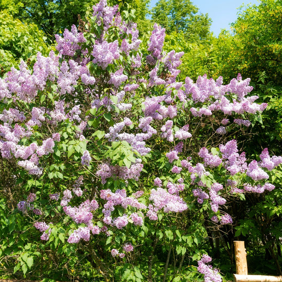 wall of beauty of moscow blooming lilac shrub in spring garden