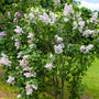 mature beauty  of moscow spring flowering lilac bush