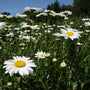 shasta daisy beckys in a meadow