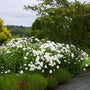 shasta daisy becky planted in a mixed garden