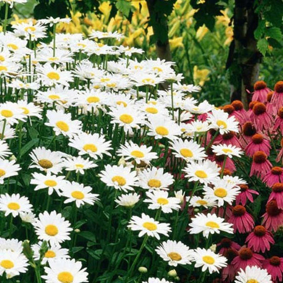 Leucanthemum Becky planted with coneflowers and salvia for summer color