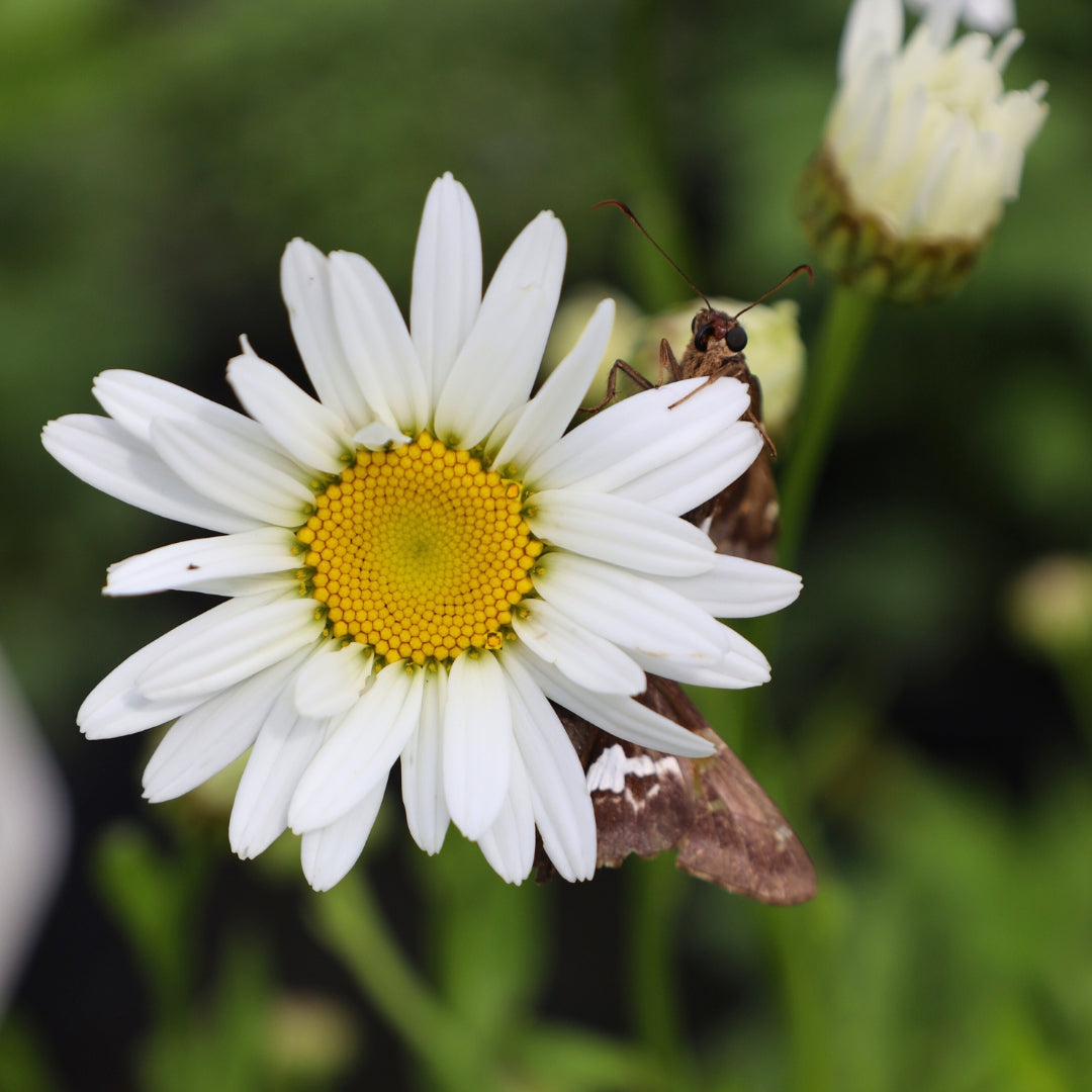 Daisy Rashida Shasta Daisy