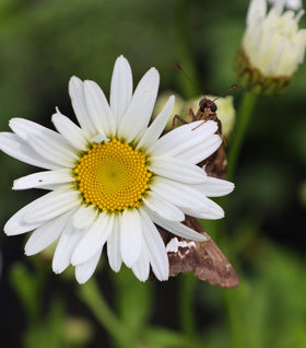 Becky Shasta Daisy
