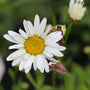 pollinators (moths) enjoying becky white shasta daisies