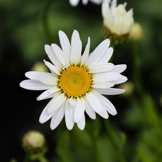 white daisies