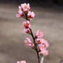 close up of the deep pink blooms on the belle of georgia peach tree